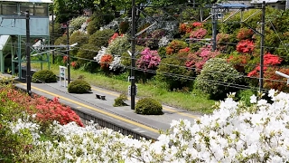 ①富岡町の春 『富岡町「東日本大震災・原子力災害」の記憶と記録』