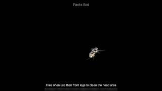 Why do flies twist their head? Amazing Facts | Facts Bot