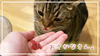 【ほっけ】やっぱりネコはお魚が好き！【アメショ】#猫