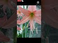 Easter Lily Timelapse from bulb to flowers | Orange Barbados Lily | Easter Lily | Amaryllis Lily