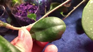 Plant Spotlight - Hoya Obovata Splash - an easy and beautiful Hoya
