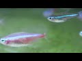 how to breed cardinal tetras using a breeding box