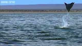 Pelicans and Flying Rays (Narrated by David Tennant) - Earthflight - BBC