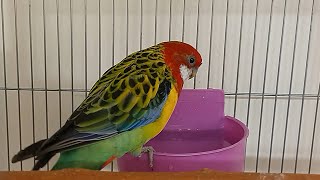 Rosella bath time!