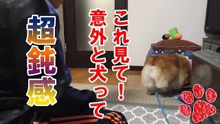 まぬけな姿が可愛い犬【コーギーチロ】