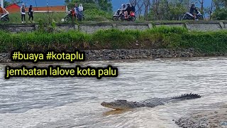 jembatan lalove kota palu ada buaya