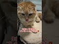 生後3ヶ月の虎子 ココ にプレゼントをあげてみた🎁 かわいい 子猫 スコティッシュフォールド 折れ耳スコ 癒し もふもふ 猫 赤ちゃん