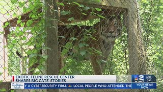 Exotic Feline Rescue Center shares big cats’ rescue stories