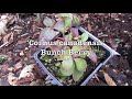 planting huckleberry bunchberry and trillium