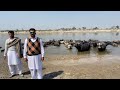 Syed Abbas Shah Breed | Top Nilli Buffalo’s | Pakpattan Punjab Tv | 7 March 2024