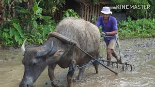 #BUHAY #PROBINSYA #KABUKIRAN #OFWAKO2019 |Buhay Sa Probinsya at Kabukiran.