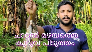 Fishing with river in rainy time.... Village fish hunting..ചാറ്റൽ മഴയത്ത് ആറ്റിലെ കുറുവ പിടുത്തം...