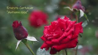 Ernesto Cortazar - Autumn Rose