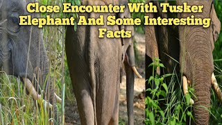 Close Encounter With Asian Tusker Elephant And Some Interesting Facts about Asian Elephant.