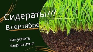 Обязательно посейте эти сидераты в одну грядку с томатами.  Потрясающий результат!