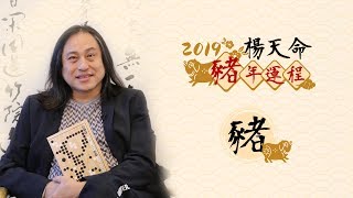 楊天命2019豬年十二生肖運程 《豬》