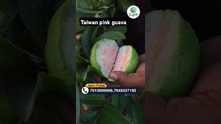 லட்சங்களில் லாபம் தரும் தைவான் பிங்க் கொய்யா #taiwanpinkguava #taiwan #fengal #cyclone