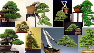 Bonsai Cemara Pinus Part 4