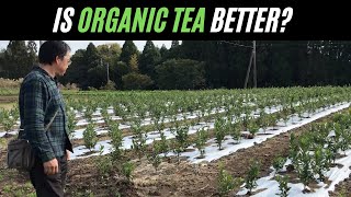 Does Organic Tea Matter? Exploring Organic Green Tea Farms in Central Kyushu