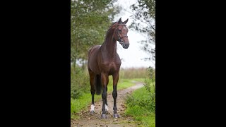 Comthago (Comme Il Faut x Carthago Z) winning the 1.40m class in Opglabeek with Marlon Zanotelli