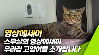 [스무살의 영상에세이] 우리집 고양이를 소개합니다