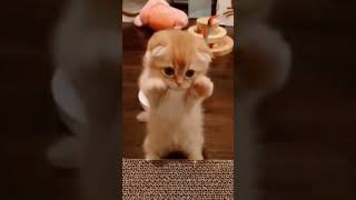cute little kitten - baby cat #babycat #kitten #cat