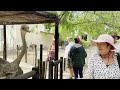 ostrich show farm in oudtshoorn. south africa. jan 2023. hd.