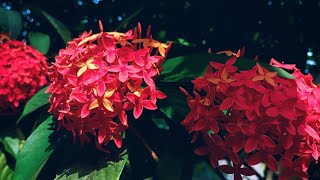 Red Ixora - লাল রঙ্গন || Cinematic View || My First Video