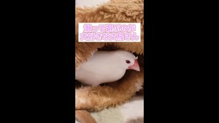 【白文鳥】潜って遊ぶの大好き　ココア【Java sparrow】 #shorts