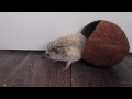 cute hedgehog in a coconut