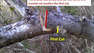 How to Properly Prune Trees (3-cut method)