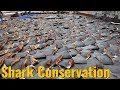 Shark Conservation