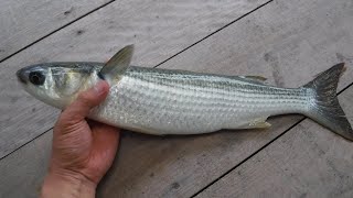 Caught a 47cm Mullet! And I use this whole as Bait.   Fishing in Japan