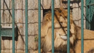 Sekmadienį zoologijos sode Kaune - ypatingos pramogos