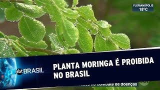 ANVISA proíbe venda de produtos com planta que combate diabetes e colesterol | SBT Brasil (22/06/19)