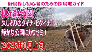 秋ヶ瀬公園(埼玉県)の探鳥地レポートです　久しぶりのクイナ・ヒクイナ！静かな公園にカワセミ！　2025年1月上旬