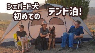 【ジャーマンシェパード】愛犬と初めてのキャンプ！[German Shepherd] Our dog camped with us for the first time!