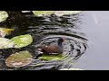 the common moorhen