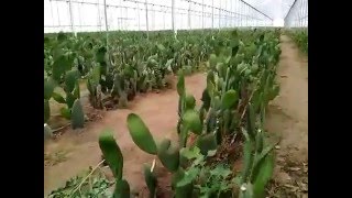 Nopal verdura en invernadero, recorrido rápido