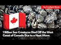 1 Billion Sea Creatures Died Off the West Coast of Canada Due to a Heat Wave | TrendPiler.com