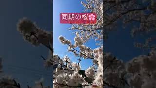 桜を動画で撮ってきました。