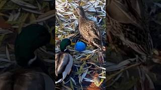 Mallard ducks, do you guys want to play ball? 水鳥たち ボールに興味津々 #shorts #birds #duck #野鳥