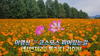 이영선 ~~ 코스모스 피어있는길 (가사)   (탐앤제리) 통기타 라이브