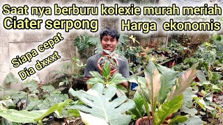 SAAT NYA BERBURU KOLEXIE MURAH MERIAH DI CATERT SERPONG⁉️HARGA EKONOMIS