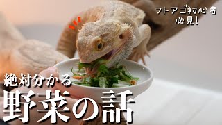 【前編】必見！フトアゴヒゲトカゲの野菜の話🥬〜考え方とオススメお野菜〜