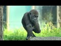 jabali s funny reaction even none of the chimpanzees looked at him. jabali可愛的反應 即使沒有任何一隻黑猩猩在看他😂😂