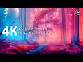 4K ENDLESS ENCHANTED FOREST | 1 HOUR AUDIO VISUAL IMMERSION