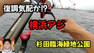 【横浜釣り】復調気配か⁉横浜アジ!!サビキ釣りで狙います。首都圏からのアクセスも良い横浜、杉田臨海緑地、８月下旬の釣りです‼