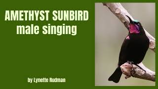 AMETHYST SUNBIRD male singing