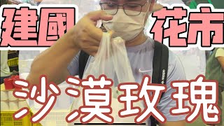 這是什麼品種｜連老闆都不知道｜好久沒逛建國花市